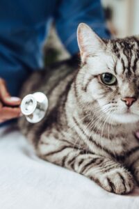 Read more about the article  Cum ne alegem un animal de companie?