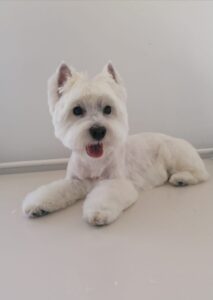 Read more about the article  Ghid pentru îngrijirea animalului tău de companie